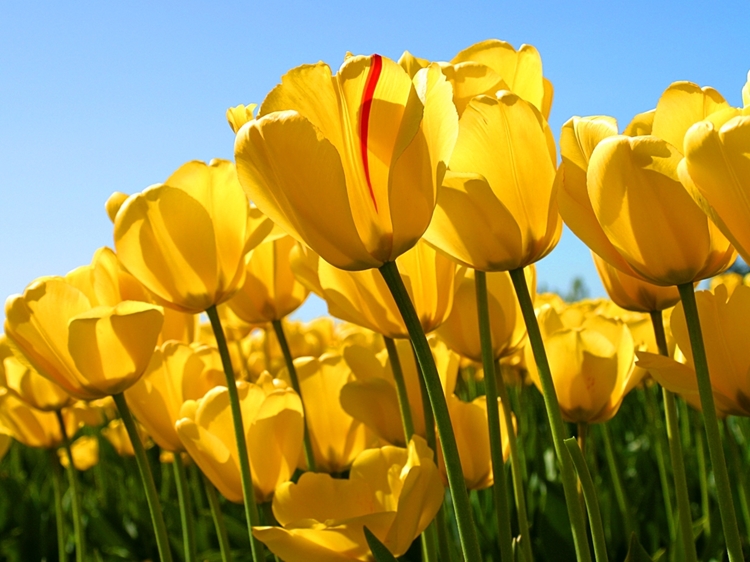 Newsitems-1-attachment1_Tulips.jpg